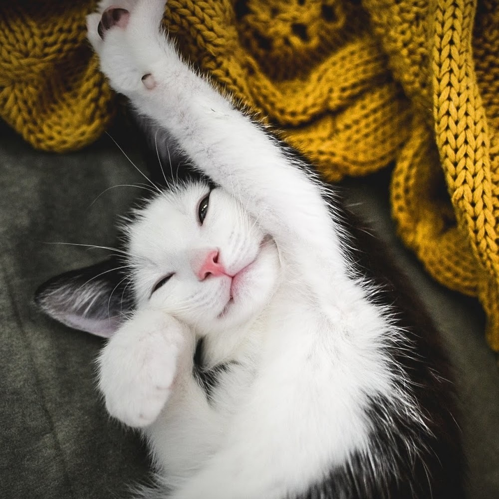 Meet your Posher, Aisha